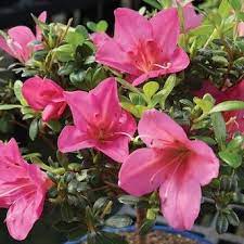 Brussel S Bonsai 8 In Pink Satsuki Azalea In Clay Planter Dt8014az Lowes Com In 2021 Outdoor Bonsai Tree Clay Planters Bonsai Tree