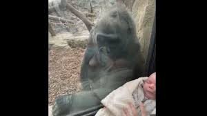 Check spelling or type a new query. Gorilla Shares Tender Moment With Human Mom And Baby Video Abc News
