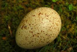 I know that blackhead is a serious risk to turkeys but i am now at the point where i'll be hatching all my future poultry so i'm hoping it isn't a problem. Why Don T We Eat Turkey Eggs Modern Farmer