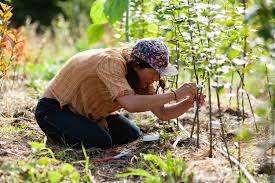 The plant stock is always lovely and the owner is a wealth of extremely helpful. Jefferson County Farm Tour Goes Virtual For 2020 Port Townsend Leader