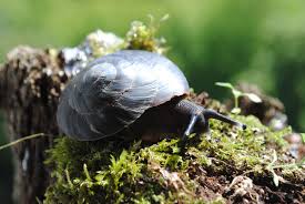 Ахатины, архахатины, другие улитки и слизни. Caracolus Land Snail Pet Snails Giant African Land Snails Snails For Sale