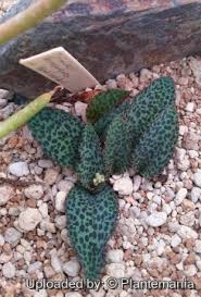 Image result for Drimiopsis barteri