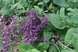 Image result for Suaeda plumosa