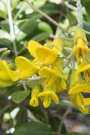 Image result for Sophora tomentosa