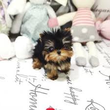 Maybe you would like to learn more about one of these? Toy And Teacup Puppies For Sale Off 64