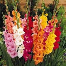 Bulbs Aren T Just For Spring Dahlias Glads Lillies Are All Good Choices Gladiolus Flower Gladiolus Flower Garden