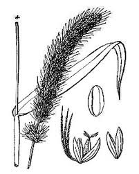 Image result for Melinis macrochaeta