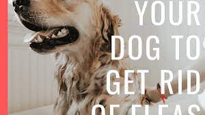 How To Get Rid Of Dog Fleas Using A Bath And Soap Pethelpful