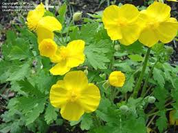 Pin By Kim On Blooms Shade Garden Plants Deep Yellow Flowers Woodland Plants