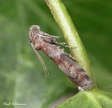 Image result for Stigmella roborella