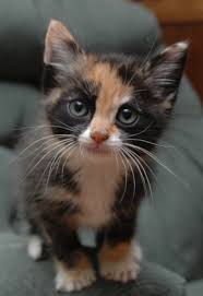 When they do, offer them treats and plenty of praise. Teach Cat Not To Scratch Www Macj Com Br