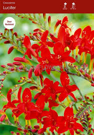 Deer are known for their aversion to several plant species. Miscellaneous Crocosmia Montbretia Lucifer 10 Cm 100 P Binbox Rotex Flowerbulbs Bv