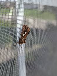 Not sure what this is but it's cool chillin on my window.