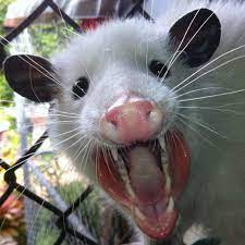 Fifty Beautiful White Teeth Mainly Used For Showing Them To You Cute Animals Animals Spirit Animal