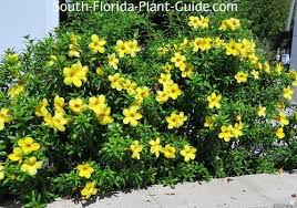 Image result for Allamanda