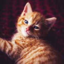 8 aug happiness happens day. International Cat Day