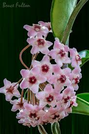 Image result for hoya plant flower