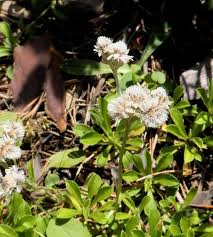 Image result for Alternanthera caracasana