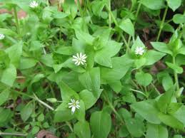 Image result for Stellaria