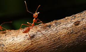 See more of all about bugs, termite & pest control, inc. Top 10 Best Pest Exterminators In Cleburne Tx Angi
