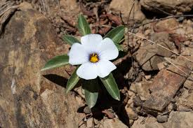 Image result for Turneraceae