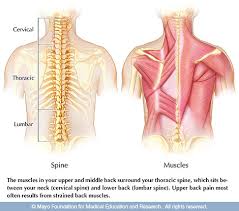 Understanding lower back muscle anatomy associated with low back pain and hip pain. Upper Back Pain