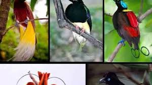 Untuk dewasa, carilah yang warna bulu tubuhnya hitam yang pada bagian kedua sayapna terdapat warna putih seperti burung kacer. Daftar Harga Burung Lengkap Di Pasaran Agustus 2020
