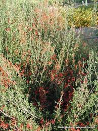 Image result for Anisacanthus