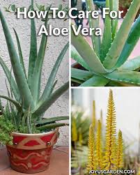 Image result for Aloe