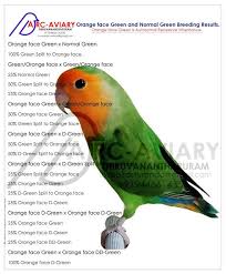 Bird With Orange Beak And Orange Wings Akhilchandrika Orange Face Green And Normal Green Breeding Result African Lovebirds Pet Birds African Love