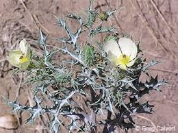 Image result for Argemone ochroleuca
