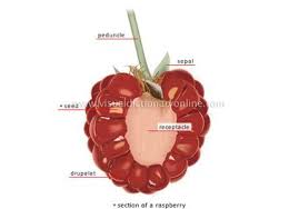 An Aggregrate Of Drupes Eg Raspberry Plant Science Berry Fruit Plant Fungus