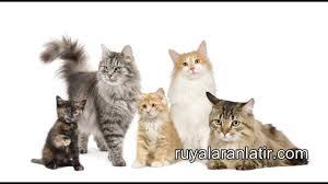 Ruyada Kedi Gormek 33 Farkli Baslikta Detayli Analizler
