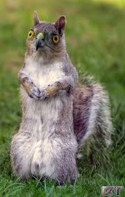 Squawk Animal Mashups Photoshopped Animals Bizarre Animals