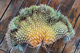 QUT biology student gifted fasciated pineapple at Sunshine Coast barbecue  seeks answers - ABC News