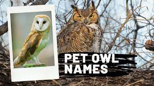 Best 300 Pet Owl Names Updated 2021 Zoological World