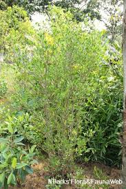 Image result for Lumnitzera racemosa