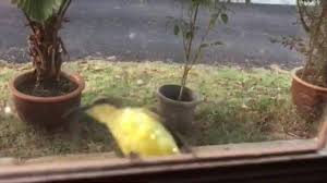 Burung kehicap boano (monarcha boanensis) bagai terabai dan tak dipedulikan keberadaannya. Burung Kelicap Bukit Teratai Homestay Batu Buruk Kt