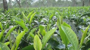 فوائد الشاي الأخضر للشعر Green Tea Benefits Green Tea For Hair Green Tea