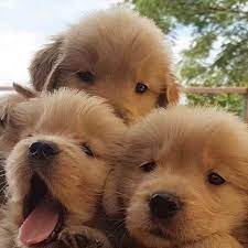 We breed, import, and sell golden retrievers from international ch lines in the usa and worldwide.we have a large range of golden retriever puppies such as; Golden Retriever Puppies Colorado Usa Cute Doggies And Puppies Free Images