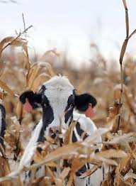 De Farmer S Beez Kay Zee He Be Puttin Ear Rings Ons Allz Of Us Farm Life Farm Animals Animals