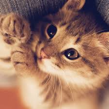 Find & download free graphic resources for cute kitten. Mq77 Cute Cat Kitten Nature Animal Papers Co