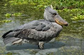 Check spelling or type a new query. 11 Fascinating Swamp Animals