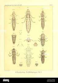 Image result for what do Mallophaga look like in dog fur