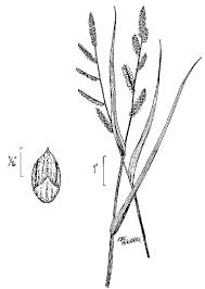 Image result for Echinochloa colona