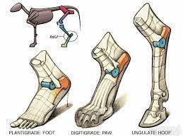 為什麼遊戲角色的腳這麼奇怪｜談足部的力學- 練健康