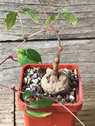 Image result for Cyphostemma