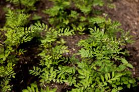 Image result for Indigofera lupatana