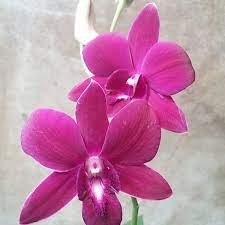 Den Trudy Bear Udom Blue Seedling Bb Orchids In 2021 Orchids Flower Arrangements Seedlings