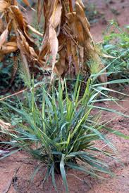 Image result for Eragrostis aspera